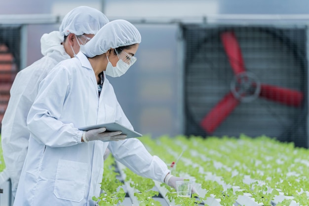 野菜収穫トレイ上の植物を分析するチームサイエンティスト。実験室での水耕栽培プロセス。農業技術者は、産業温室で植物の健康状態をテストします。タブレットを持ってチェックしている女性。