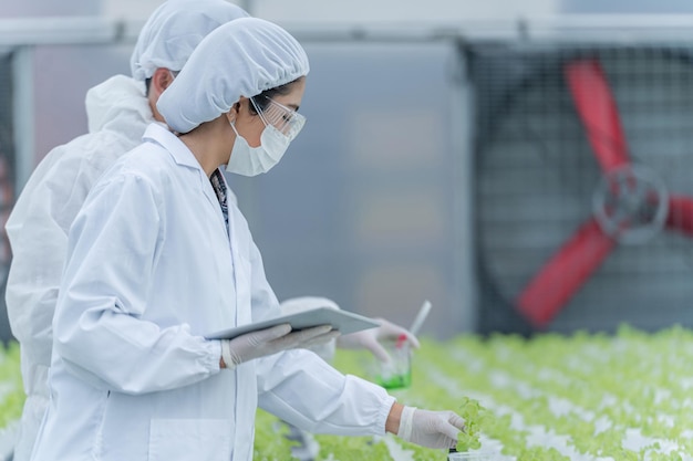 野菜収穫トレイ上の植物を分析するチームサイエンティスト。実験室での水耕栽培プロセス。農業技術者は、産業温室で植物の健康状態をテストします。タブレットを持ってチェックしている女性。