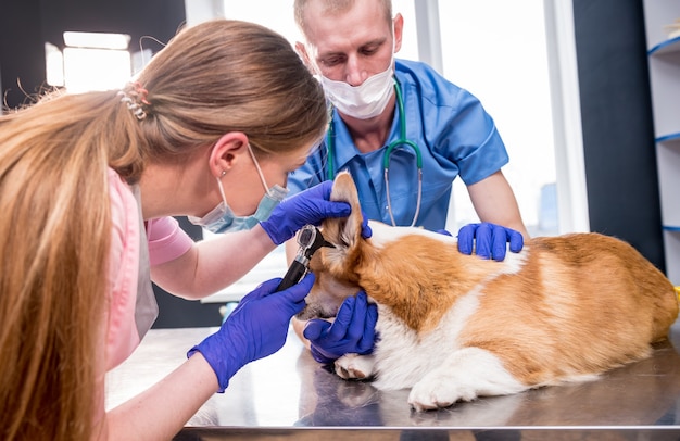 A team of veterinarians examines the ears of a sick corgi dog using an otoscope