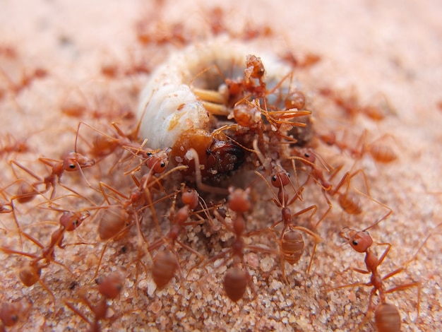 the team work of ants for carry their food 