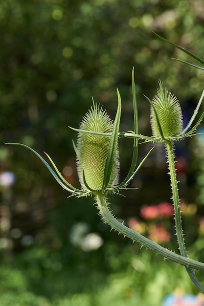 Teasel lat Dipsacus는 정원에 핀다