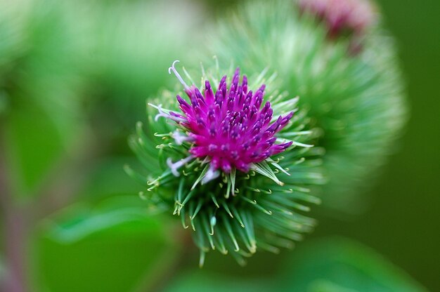 teasel