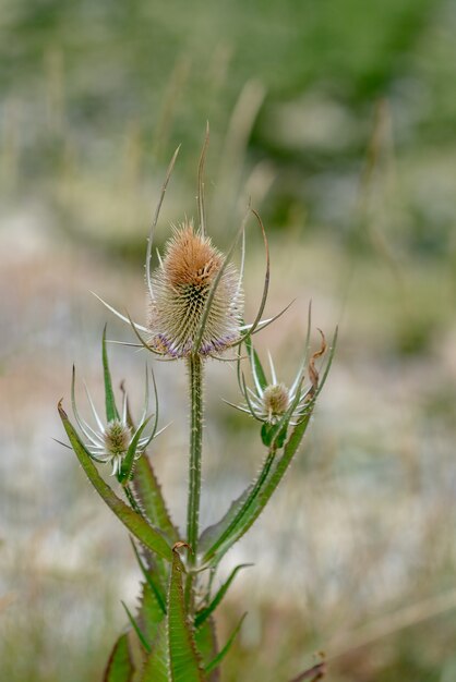 Teasels (Dipsacus) bloeiend op het platteland van Sussex