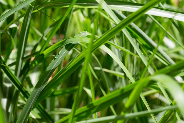 TeaTreeナローリーブドペーパーバーク木の枝にふわふわの花