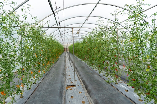 Technologie voor het telen van groenten in kassen