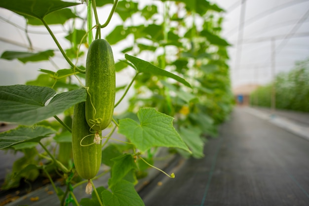 Technologie voor het telen van groenten in kassen