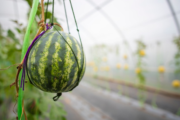 Technology for growing vegetables in greenhouses