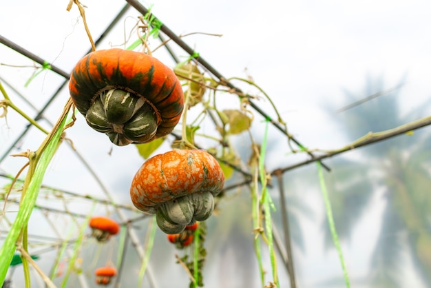 Technology for growing vegetables in greenhouses