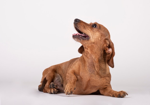 テッケル犬は床に座って、白を見上げています。