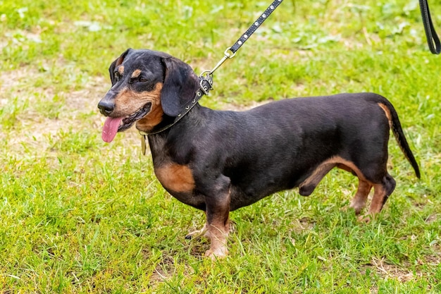 Teckel hond aangelijnd close-up in het park tijdens een wandeling