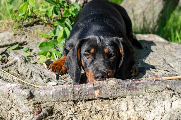 Foto teckel puppy close-up portret