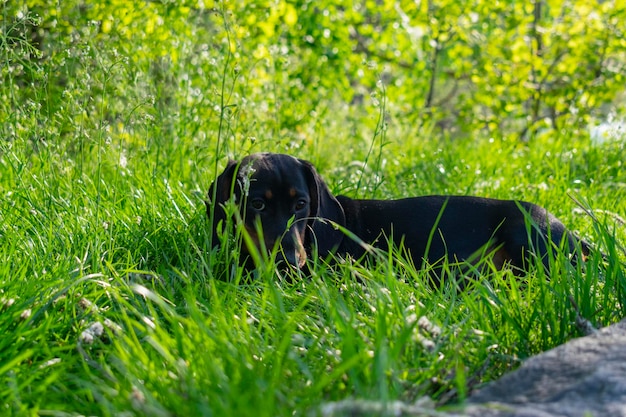 Teckel puppy rust in het gras