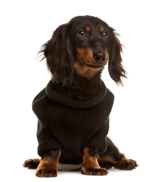 Foto teckel pupy met een pull-over zitten en wegkijken geïsoleerd op wit