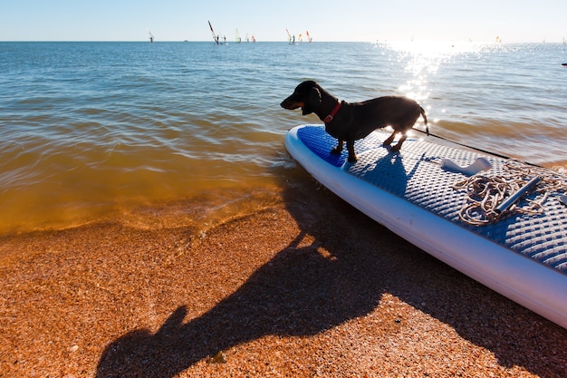 Teckel zittend op een windsurfplank op het strand. Schattige zwarte hondje houdt van surfen.