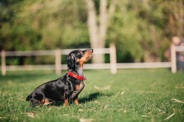 Teckelhond in park. Leuke huisdieren. Kleine hond