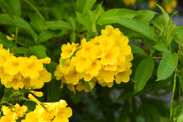 Tecoma stans flowers growing in Vietnam