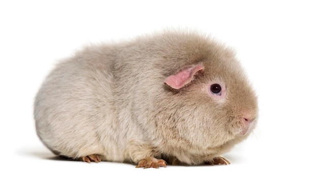 Teddy Guinea Pig against white background