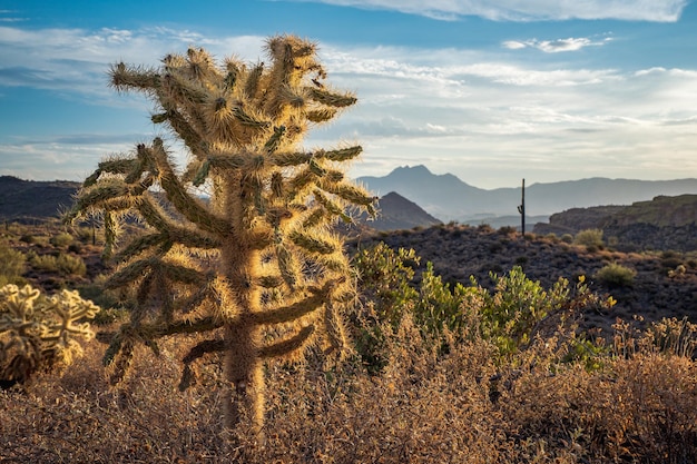 Foto teddybeer cholla cactus en sonoran woestijn landschap met vier toppen bergketen tijdens zonsopgang