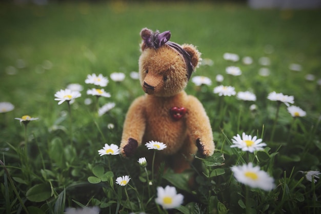 Teddybeer op het daisy veld