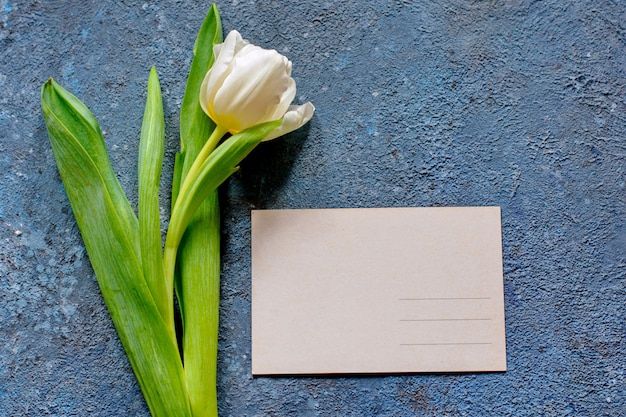 Tedere de lentetulp en een prentbriefkaar op grijze cementachtergrond