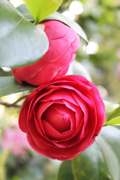 Tedere knoppen van de Camellia.