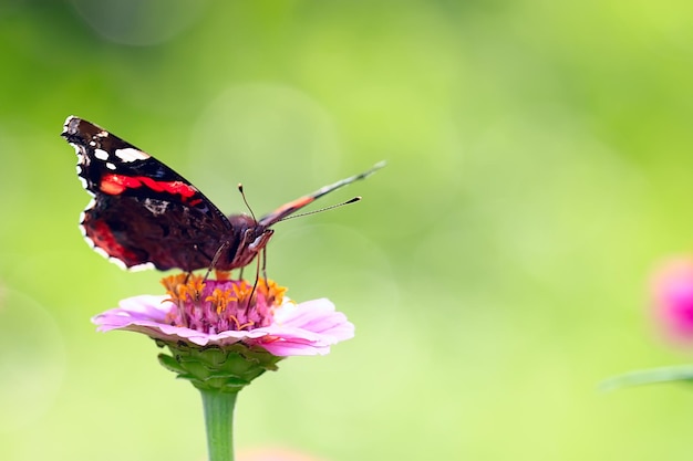 tedere lentebloemen achtergrond / mooie foto van bloeiende takken