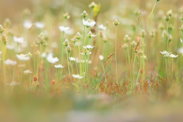 tedere lentebloemen achtergrond / mooie foto van bloeiende takken