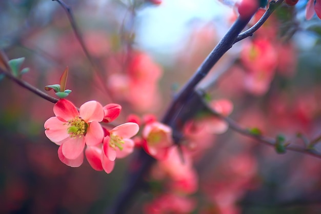 tedere lentebloemen achtergrond / mooie foto van bloeiende takken