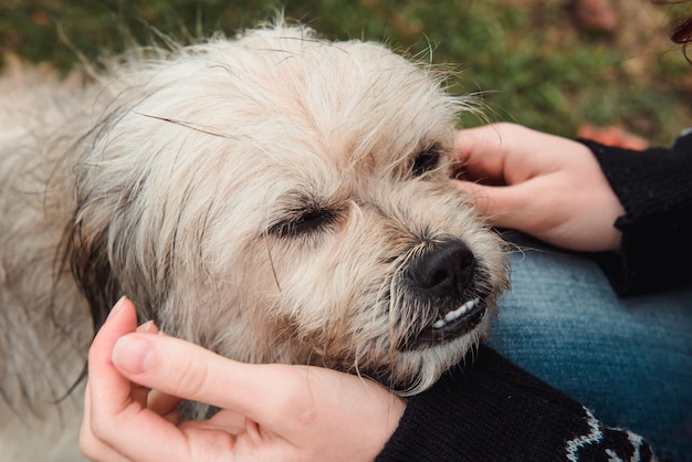 Tedere relaties met dieren