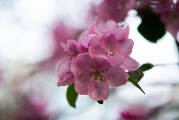 Tedere roze bloemen op het takje, de lente is aangebroken