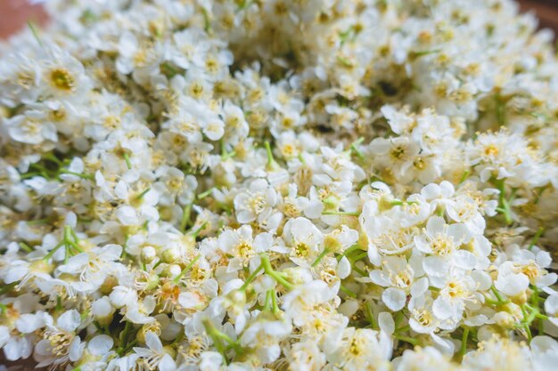 Tedere witte bloemen in close-up