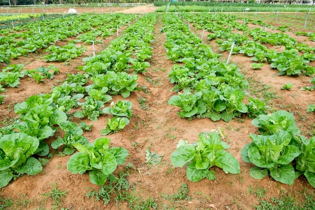 Teelt planten groenten in de tuin