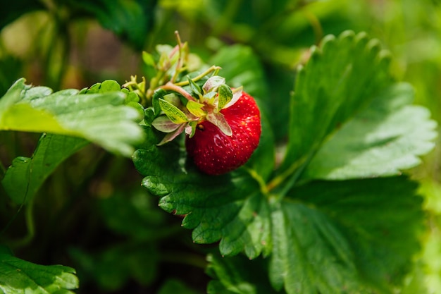 teelt van aardbeien plant. struik met rijpe rode vruchten aardbei in zomertuinbed