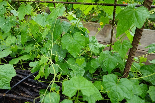 teelt van cucamelon of muismeloen in de tuin van de achtertuin fruit en bloem van cucamelon oogst