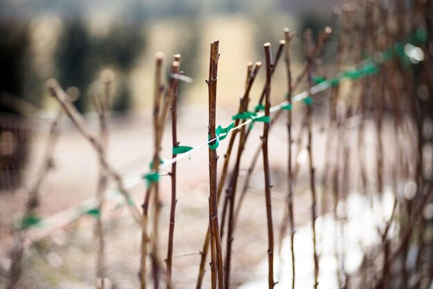 Teelt van framboosstokken in de winter