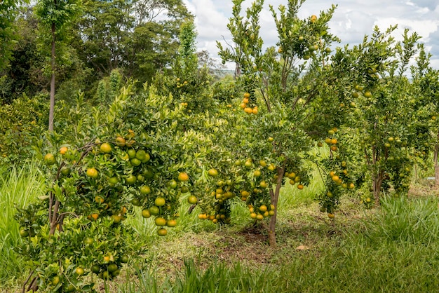 Teelt van mandarijnen, fruit aan de boom klaar voor oogst, biologisch bossysteem.