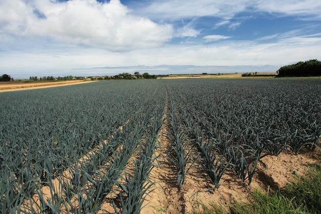 Teelt van prei in het zand in een veld in Normandië