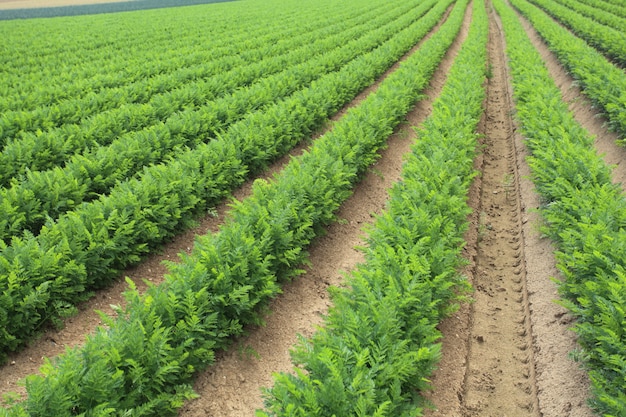 Teelt van wortels in het zand in een veld in Normandië