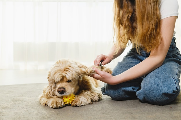 Teen girl sit on carpet and play with cocker spaniel during isolation period. Girl combing dog hair.