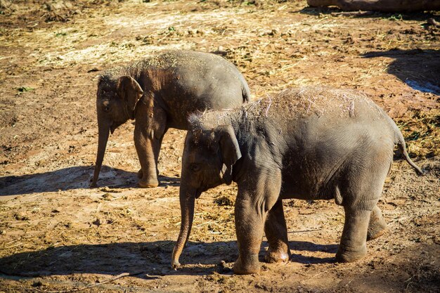 Teenage elephant walk in the zoo outdoors