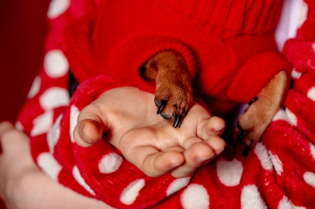 Teenage girl and a chihuahua dressed in a red sweater for dogs at home against a background of red.