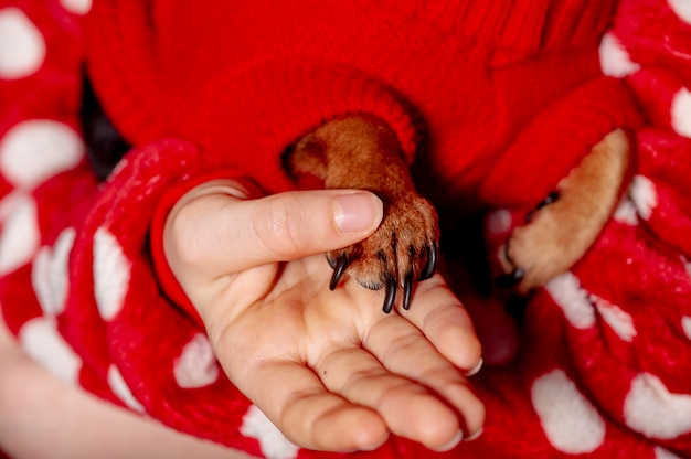 Teenage girl and a chihuahua dressed in a red sweater for dogs at home against a background of red.