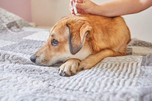 赤毛のかわいい犬にノミやダニに対して滴り落ちる 10 代の少女