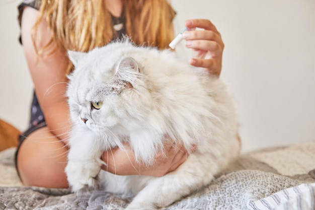 Teenage girl is dripping flea and tick drops on long-haired British white cat.