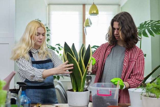 Teenagers guy and girl planting houseplant in pot