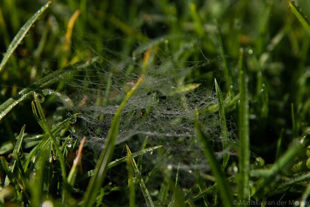 写真 この雨季に道を歩く小さなクモ ⁇