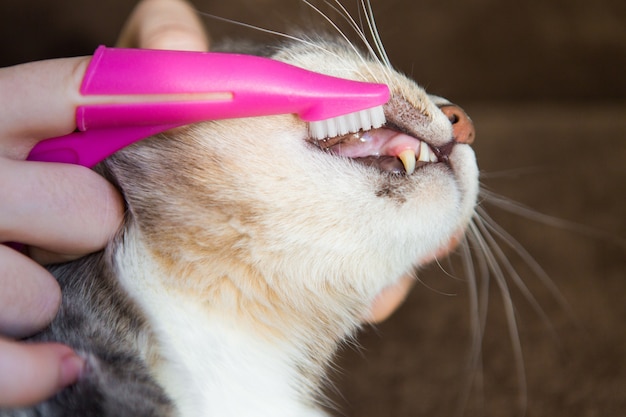 ピンクのブラシで猫を磨く歯、灰色の猫のクローズアップ