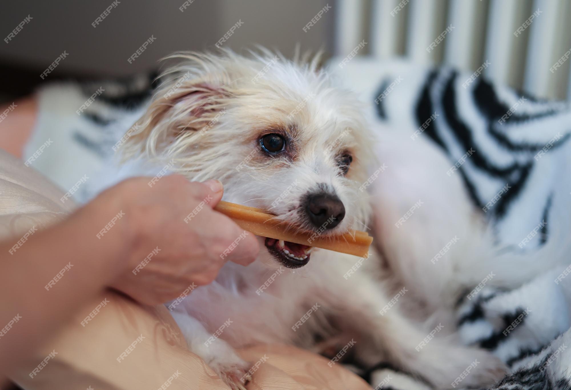 how do you take care of a small dogs teeth