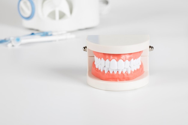 Teeth and jaw model. Other dentistry tools in the background.