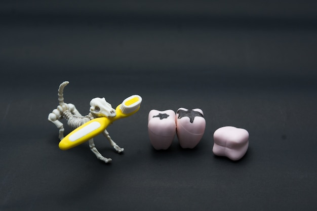 Photo teeth models of different human jaws with skeleton dog, halloween teeth concept.